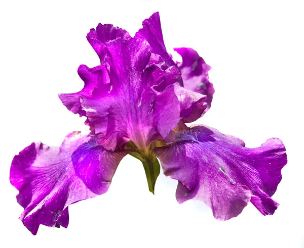 Фиолетовая радужка — стоковое фото