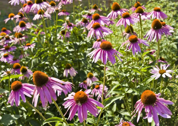 Rudbeckia púrpura (flor de cono ) — Foto de Stock