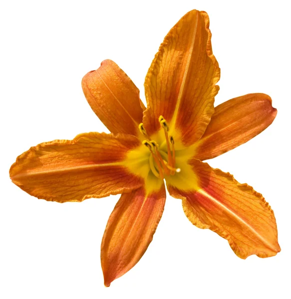 Orange lilja — Stockfoto