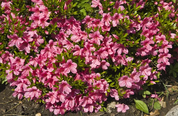 Rózsaszín rhododendron — Stock Fotó