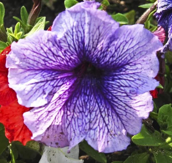 Petunia azul — Foto de Stock