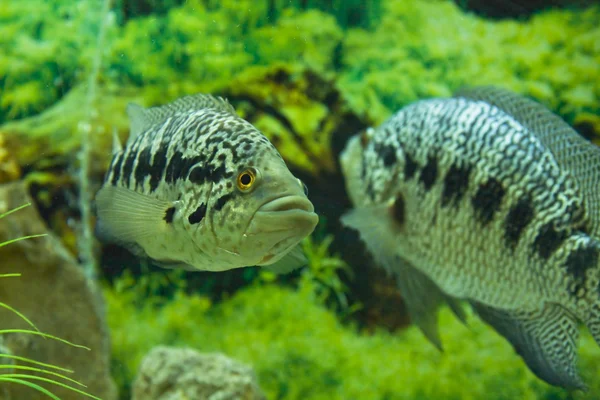 Paradromis managnenisis — Stok fotoğraf