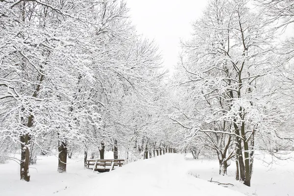 Foresta invernale — Foto Stock