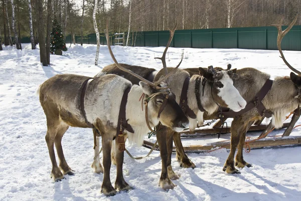 Three deers — Stock Photo, Image