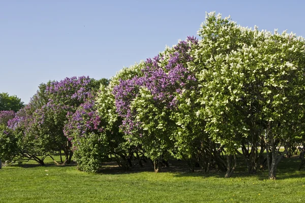 Lilac garden — Stock Photo, Image