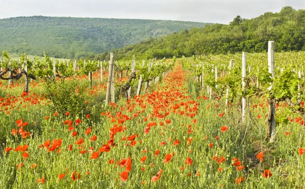 Poppies and vineyards — Stock Photo, Image