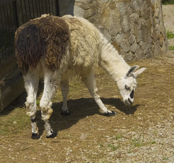 Lama Glama — Stok fotoğraf