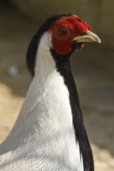 Ring-necked common pheasant — Stock Photo, Image