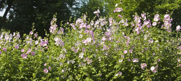 Rosa mallows — Stockfoto