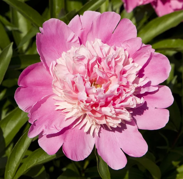 Pink peony — Stock Photo, Image