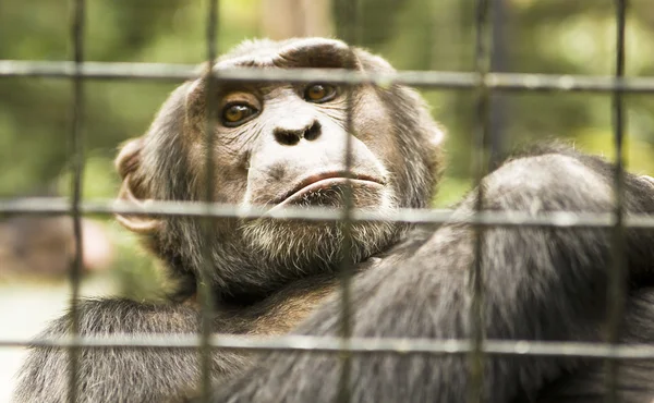 关在笼子里的黑猩猩 — 图库照片
