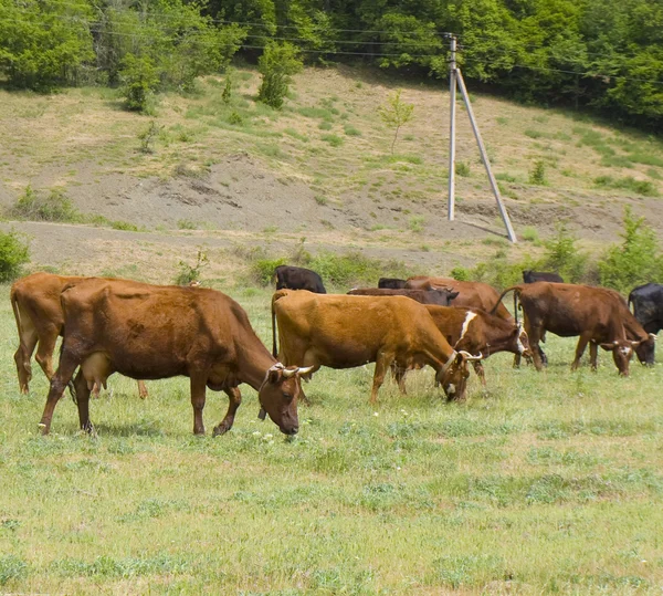 Manada de vacas no prado — Fotografia de Stock