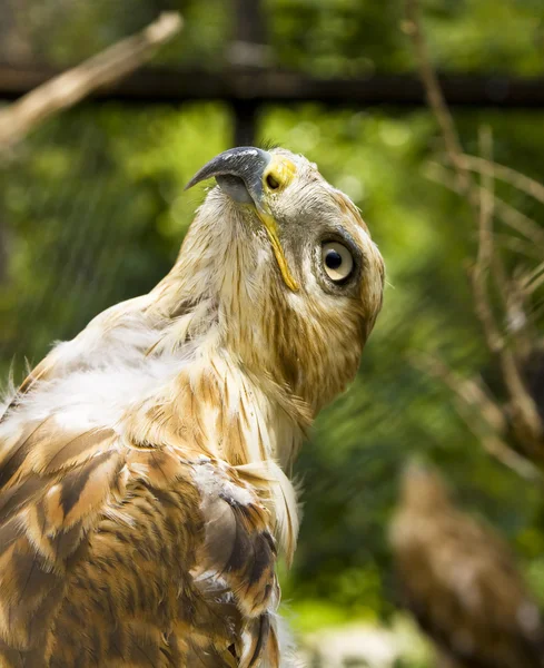 Águila real — Foto de Stock