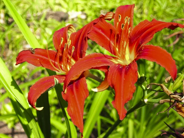 Zwei rote Lilien — Stockfoto