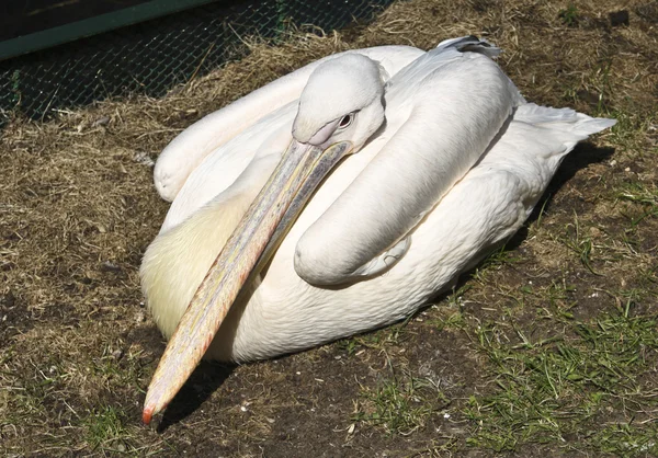 Pelikaan — Stockfoto