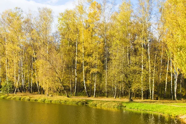 Gyllene björkskog — Stockfoto