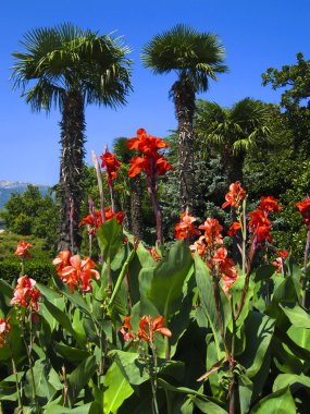 Kırmızı cannas ve avuç içi
