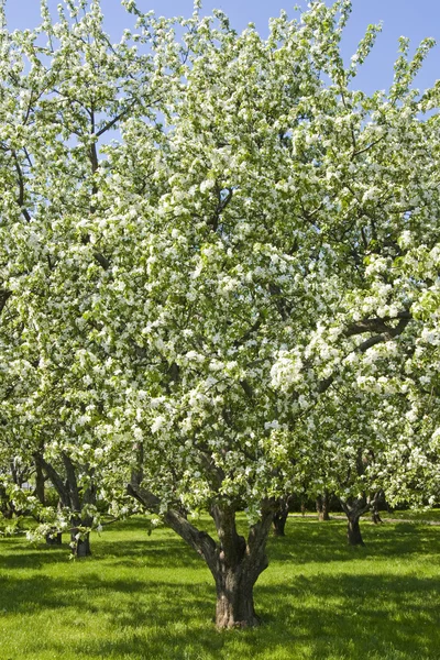 Яблочный сад в цвету — стоковое фото