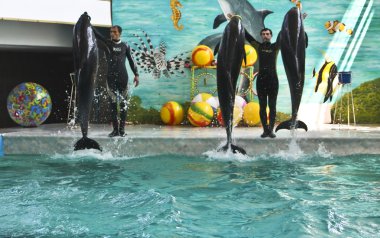 Dolphin show, Yevpatoria clipart