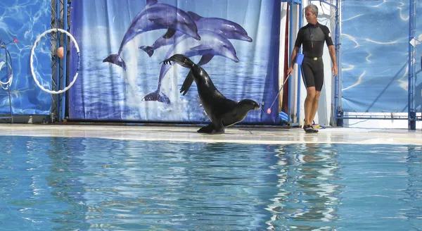 Hotel sea lion i trener — Zdjęcie stockowe