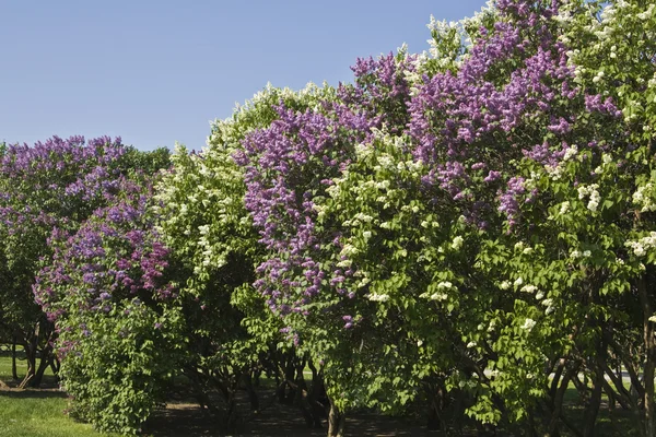 Jardim lilás — Fotografia de Stock