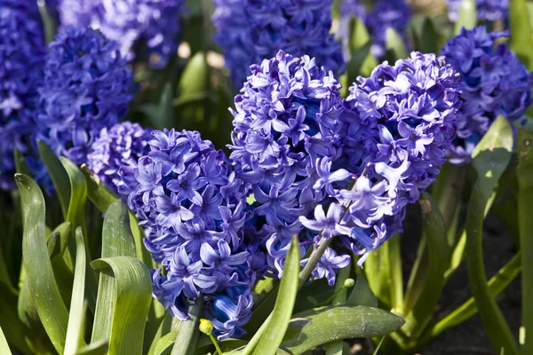 블루 hiacinth — 스톡 사진