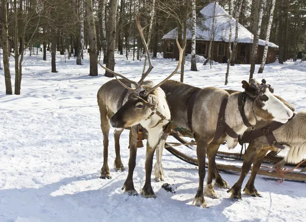 Northern deers — Stock Photo, Image