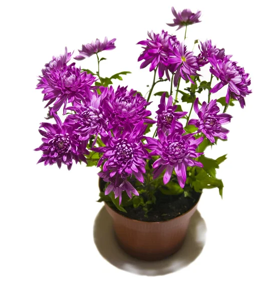 Purple astra in pot — Stock Photo, Image