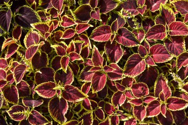 Coleus