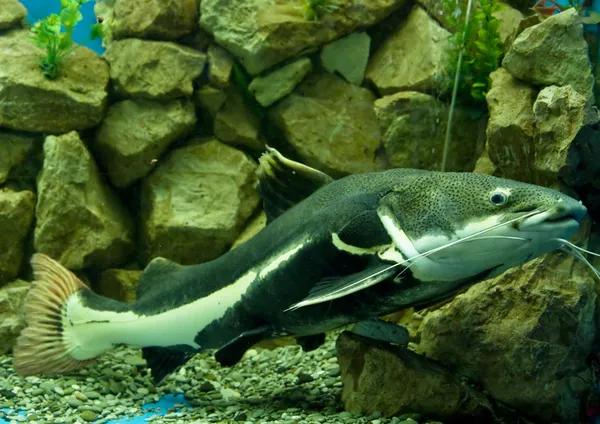 Sheatfish Practocephalus