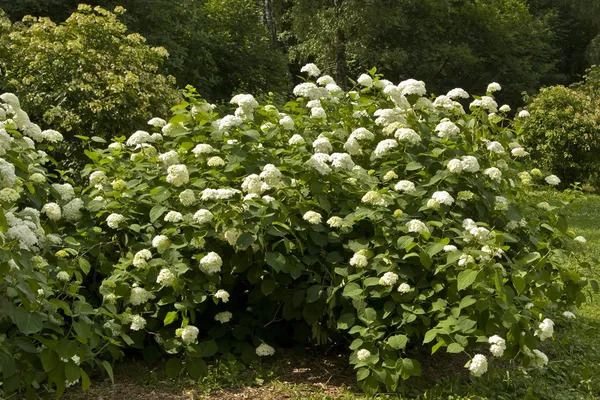 White hydrangea — Stock Photo, Image