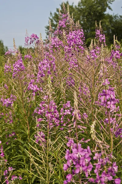 핑크 willowweed — 스톡 사진