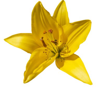 Sarı liliy