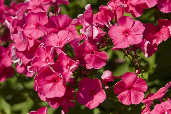 Rózsaszín phlox — Stock Fotó