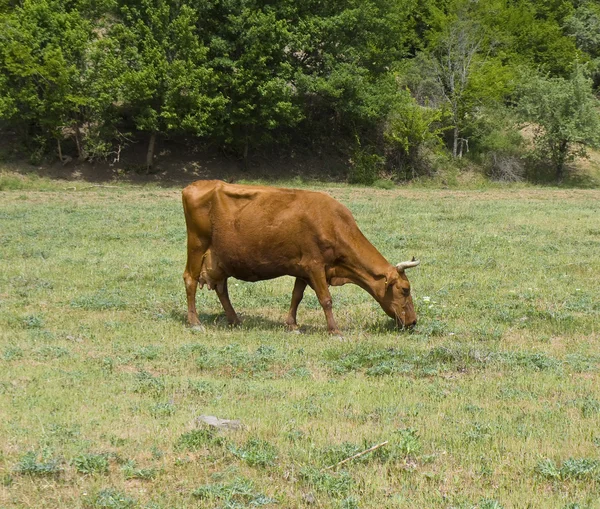 Brun ko — Stockfoto