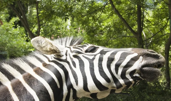 Vedoucí Zebra — Stock fotografie
