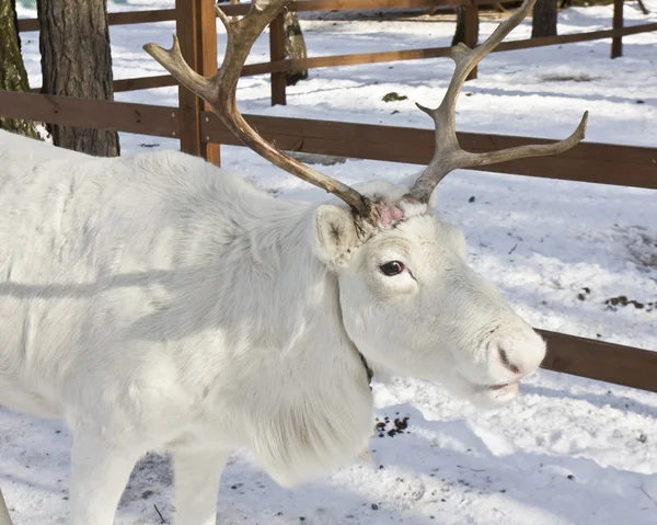 Head of white deer — Stock Photo, Image