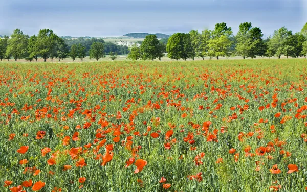 Meadow with red poppies — Stock Photo, Image