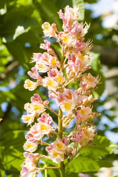 Roze kastanjeboom bloem — Stockfoto