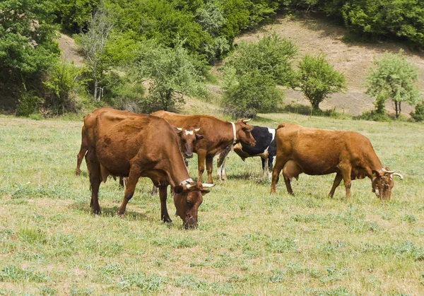 Krowy na łące — Zdjęcie stockowe