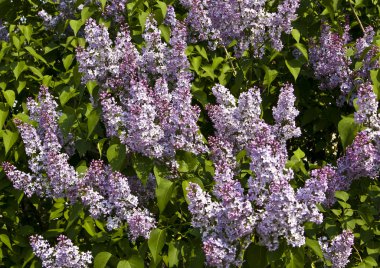 Mor lilas