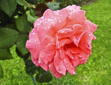 su damlaları ile pembe Gül