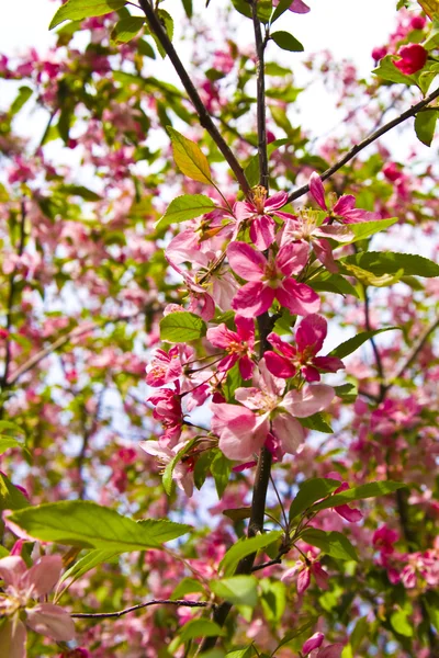 Flores de cerejeira rosa — Fotografia de Stock