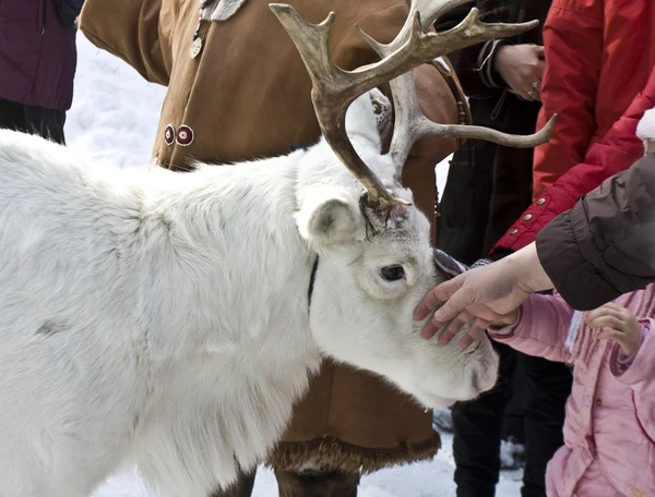 White deer — Stock Photo, Image