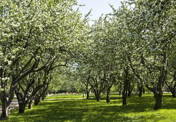 Apple garden in blossom — Stock Photo, Image