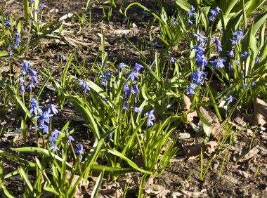 Scilla siberica