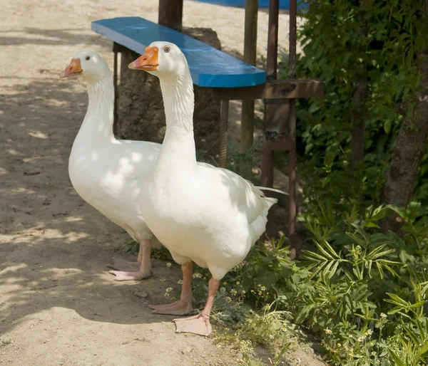 Zwei weiße Gänse — Stockfoto