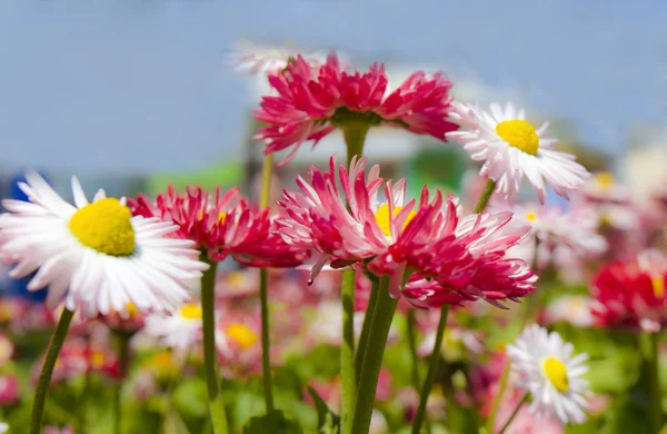 Daisies — Stock Photo, Image