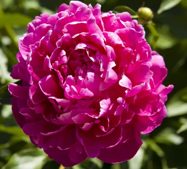 Peonía rosa — Foto de Stock