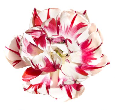 White-red tulip clipart